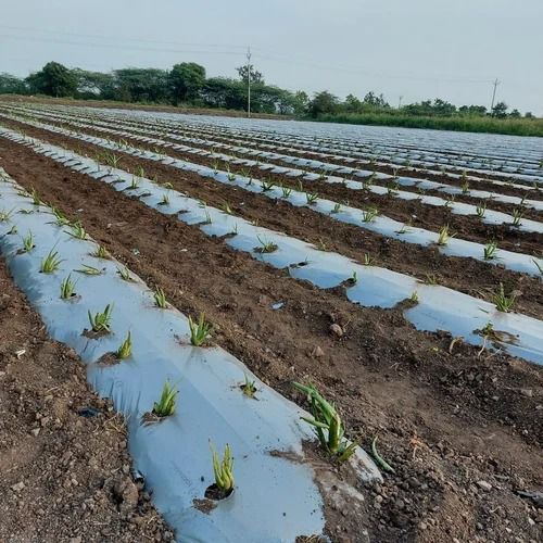 Crop growth and field monitoring under expert guidance